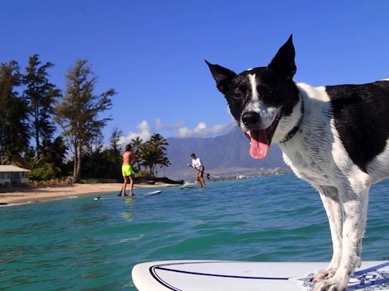 dog surfing surf'n'stay rio surf camp summer retreats for adults lessons children teen young adult best nomad kid bali canggu beginners uluwatu france moliets portugal algarve lisbon