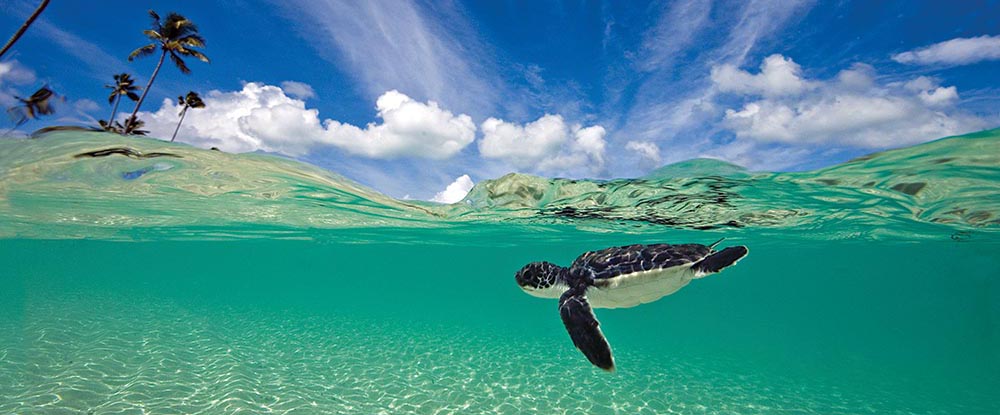 wakatobi dive charter turtle