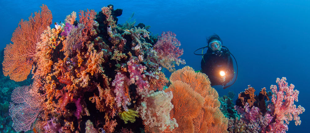 wakatobi dive charter diving