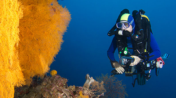 Wakatobi Dive Resort diving