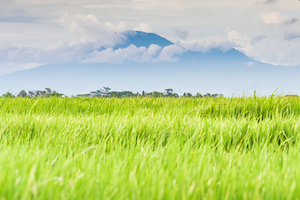 rice-fields-canggu-bali